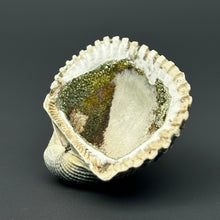 Load image into Gallery viewer, Bivalve (Pelecypoda) Fossil Sea Shell with Chalcopyrite | Mineralized Fossil Specimen | Indonesia
