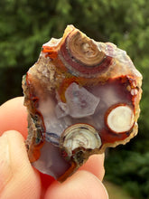 Load image into Gallery viewer, Rare Moroccan Orbicular Agate Collected by Indigenous Nomads | Ancient Beauty from the Sahara
