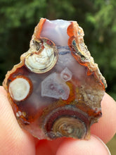 Load image into Gallery viewer, Rare Moroccan Orbicular Agate Collected by Indigenous Nomads | Ancient Beauty from the Sahara
