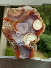 Load image into Gallery viewer, Rare Moroccan Orbicular Agate Collected by Indigenous Nomads | Ancient Beauty from the Sahara
