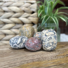 Load image into Gallery viewer, TUMBLED Leopard Skin Jasper AKA Leopardite
