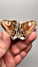 Load and play video in Gallery viewer, High-Grade Indonesian Sumatra Agate Pair – Vibrant Banded Chalcedony with Rich Color Zoning | Ethical Lapidary &amp; Collector Display Specimens
