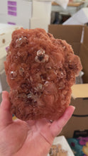 Load and play video in Gallery viewer, Red Druzy Apophyllite in Stilbite Flower VERY RARE
