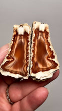 Load and play video in Gallery viewer, High-Grade Indonesian Sumatra Agate Pair – Vibrant Banded Chalcedony with Rich Color Zoning | Ethical Lapidary &amp; Collector Display Specimens
