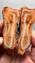 Load and play video in Gallery viewer, High-Grade Indonesian Sumatra Agate Pair – Vibrant Banded Chalcedony with Rich Color Zoning | Ethical Lapidary &amp; Collector Display Specimens
